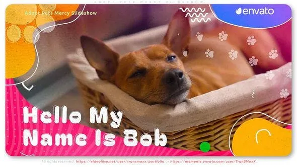 Videohive Adopt Pets Mercy Slideshow 53448521 1 Videohive Adopt Pets Mercy Slideshow 53448521