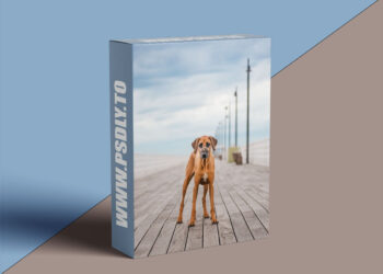 Unleashed Education - 7 Ways to Unleash Variety in Your Dog Photography Sessions