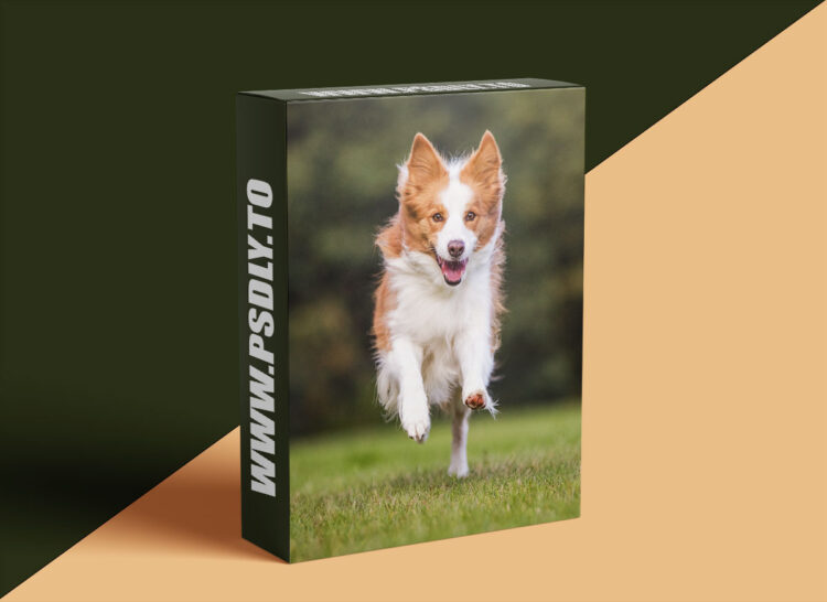 Unleashed Education - Unleashing Expression in Your Dog Photography 1 Unleashed Education - Unleashing Expression in Your Dog Photography