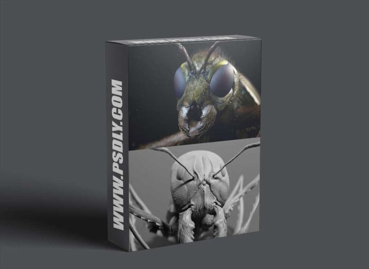 Zbrushguides - Insect Detailing Brushes for ZBrush 1 Zbrushguides - Insect Detailing Brushes for ZBrush