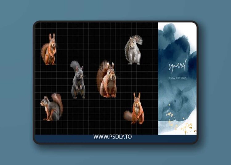 Finding North Education - Squirrel Digital Overlays 1 Finding North Education - Squirrel Digital Overlays