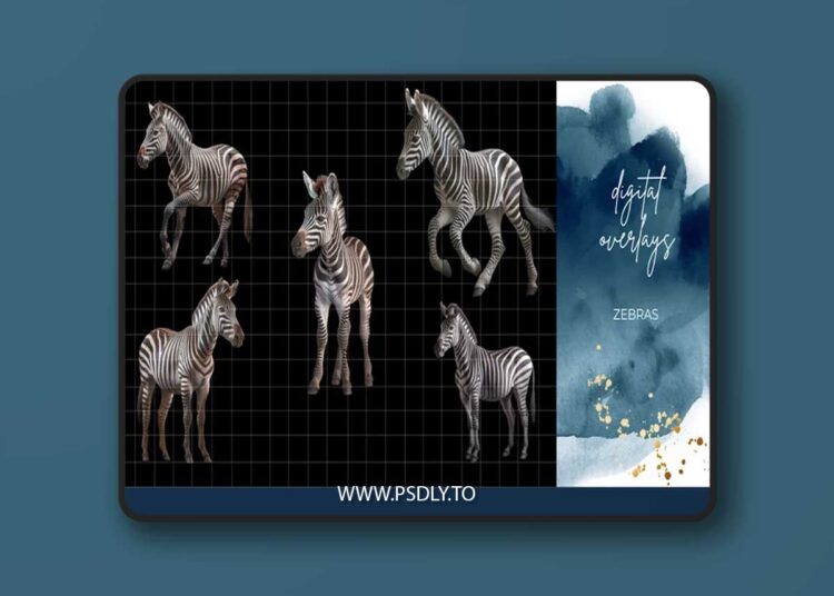 Finding North Education - Zebra Digital Overlays 1 Finding North Education - Zebra Digital Overlays