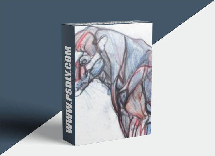 NMA / New Masters Academy – Introduction to Animal Anatomy 1 NMA / New Masters Academy – Introduction to Animal Anatomy