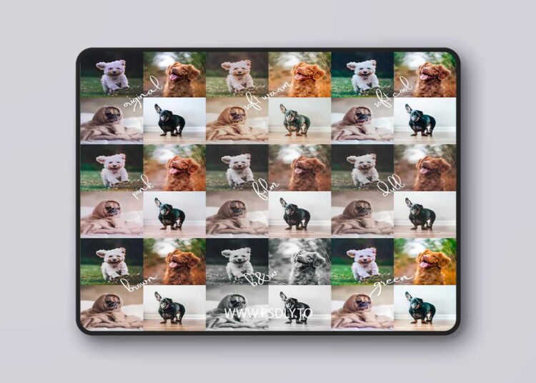 Shutterhound - Variety Pet Lightroom Presets 1 Shutterhound - Variety Pet Lightroom Presets