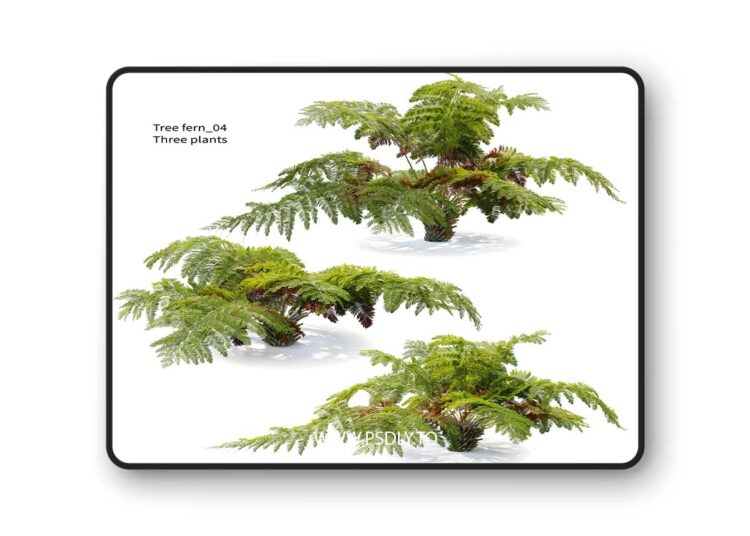 Tree fern 04 – 3D Model 1 Tree fern 04 – 3D Model