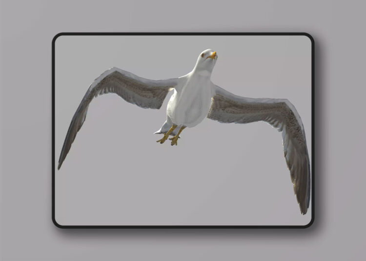 Seagull (Larus canus) v1.0 for Unreal Engine 1 Seagull (Larus canus) v1.0