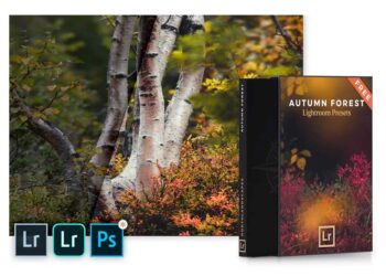 Autumn Forest - Mobile & Desktop Lightroom Presets Pack