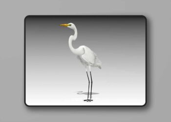 Egret (5.0 – 5.5)