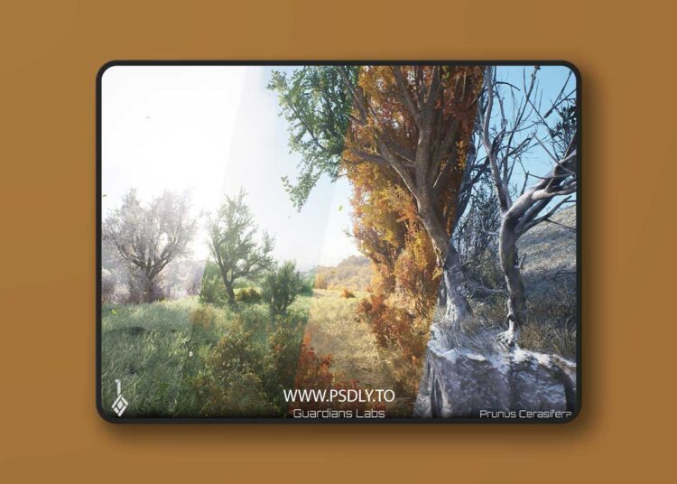 Cherry Plum, Prunus cerasifera - Seasons, Tree Pack (5.1 – 5.6) 1 Cherry Plum, Prunus cerasifera - Seasons, Tree Pack (5.1 – 5.6)