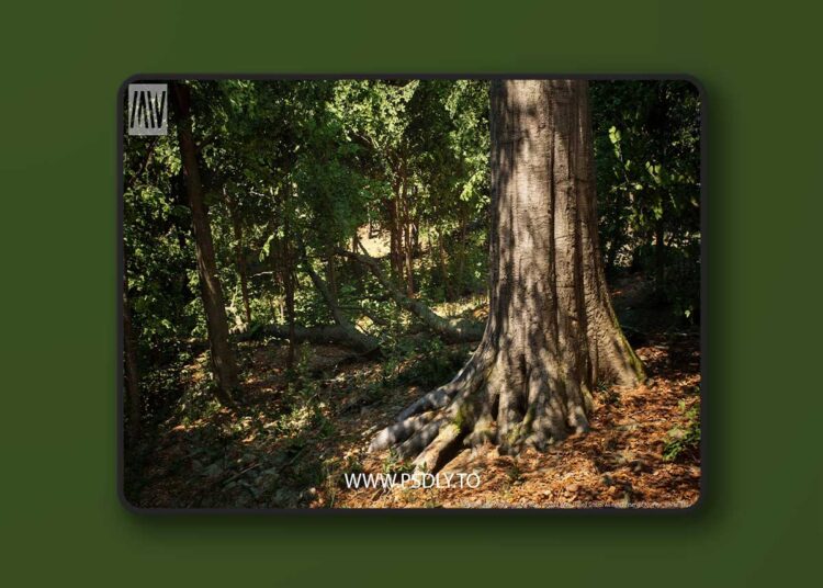 MW Broadleaf Forest Trees Biome v4.1.1 (5.6) 1 MW Broadleaf Forest Trees Biome v4.1.1 (5.6)