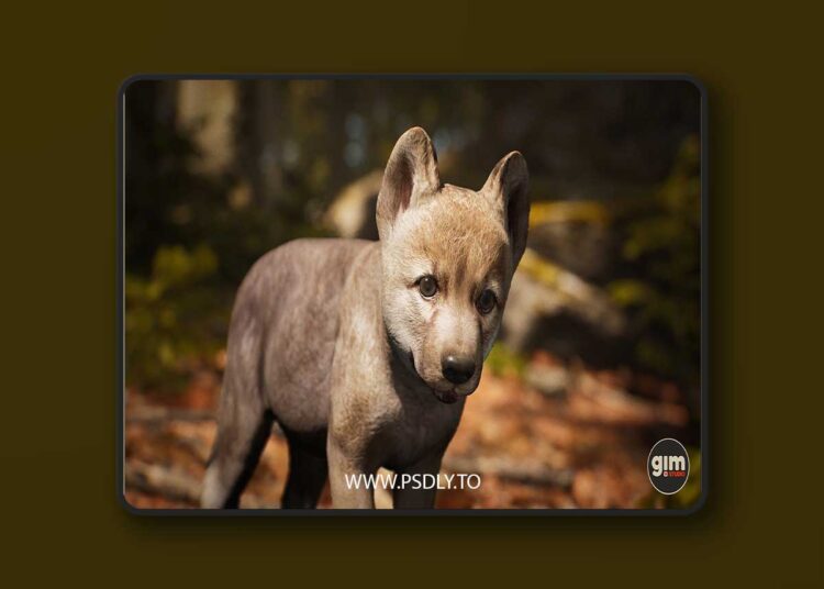 Animalia - Gray Wolf (young) (5.0+) for Unreal Engine 1 Animalia - Gray Wolf (young) (5.0+)