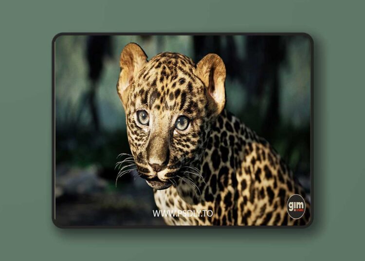 Animalia - Leopard (young) (5.0+) for Unreal Engine 1 Animalia - Leopard (young) (5.0+)