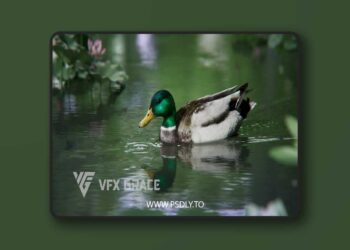 Male Mallard Animation | Blender 3D Model