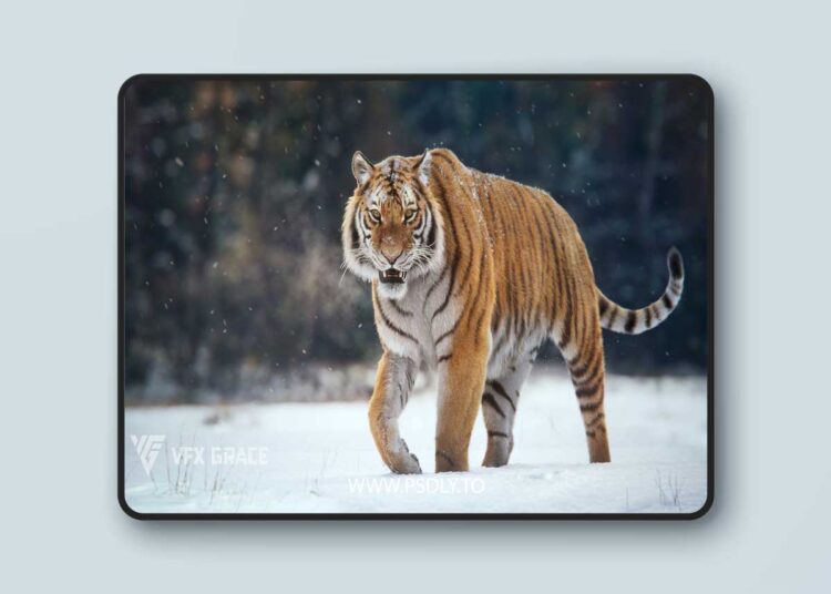 Realistic Animated Siberian Tiger 3D Model for Blender | VFX Grace 1 Realistic Animated Siberian Tiger 3D Model for Blender | VFX Grace