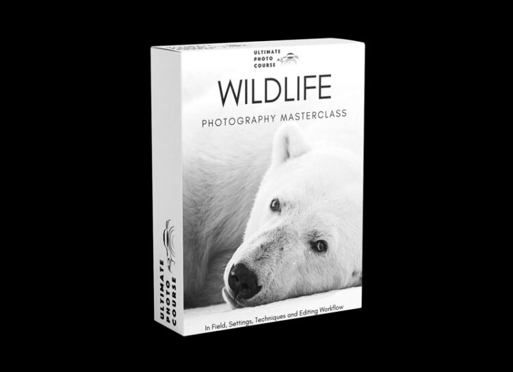 Ultimate Photo Course - The Ultimate Wildlife Photography Bundle 1 Ultimate Photo Course - The Ultimate Wildlife Photography Bundle