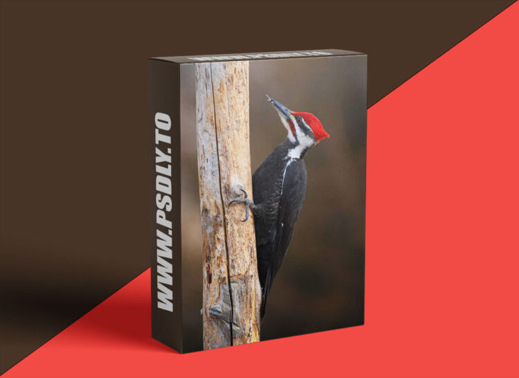 KelbyOne - Hide Your Way To Better Wildlife Photography 1 KelbyOne - Hide Your Way To Better Wildlife Photography
