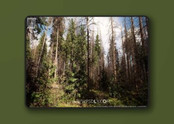 MW Dead Spruce Forest Trees Biome (5.2 – 5.7)