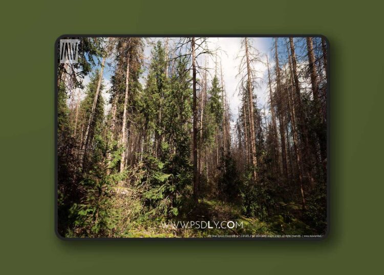MW Dead Spruce Forest Trees Biome (5.2 – 5.7) 1 MW Dead Spruce Forest Trees Biome (5.2 – 5.7)
