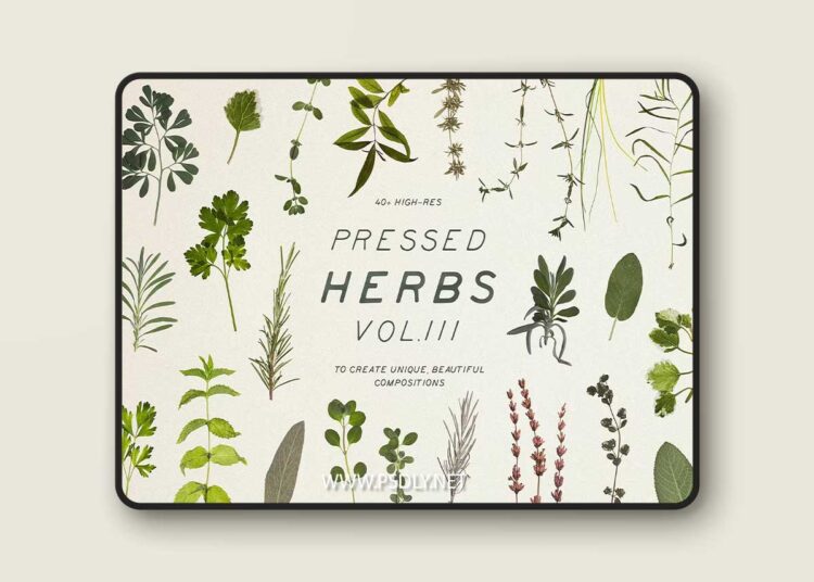 Pressed Dry Herbs Vol.3 PNG 4117917 1 Pressed Dry Herbs Vol.3 PNG 4117917