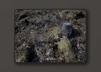 Forest Floor (4.27 and 5.0 – 5.7)