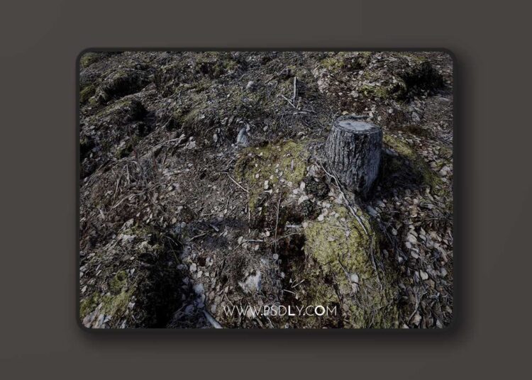 Forest Floor (4.27 and 5.0 – 5.7) for Unreal Engine 1 Forest Floor (4.27 and 5.0 – 5.7)