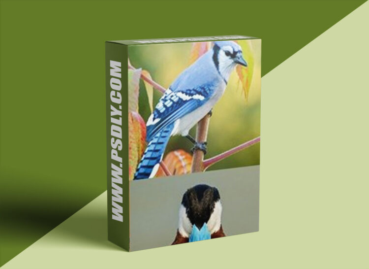 Nature Photographers Network - Glenn Bartley - Bird Photography Simplified 1 Nature Photographers Network - Glenn Bartley - Bird Photography Simplified